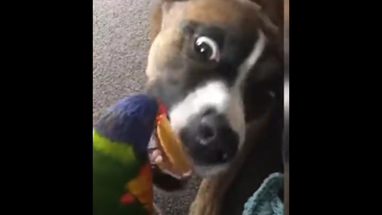 A parrot feeds her friend the dog