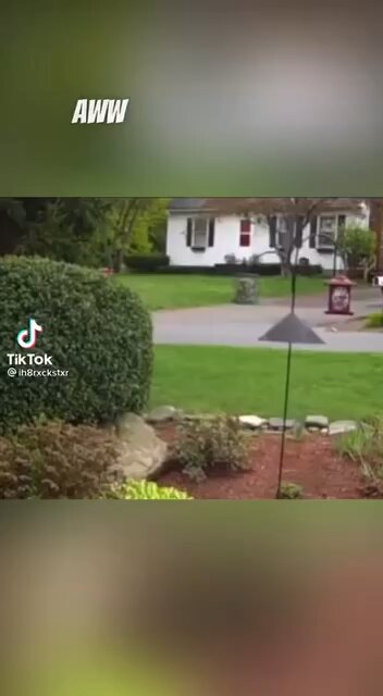 Never Ever Give Up - Squirrel Gotta Get A Nut