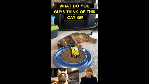 Cute Cat Gif