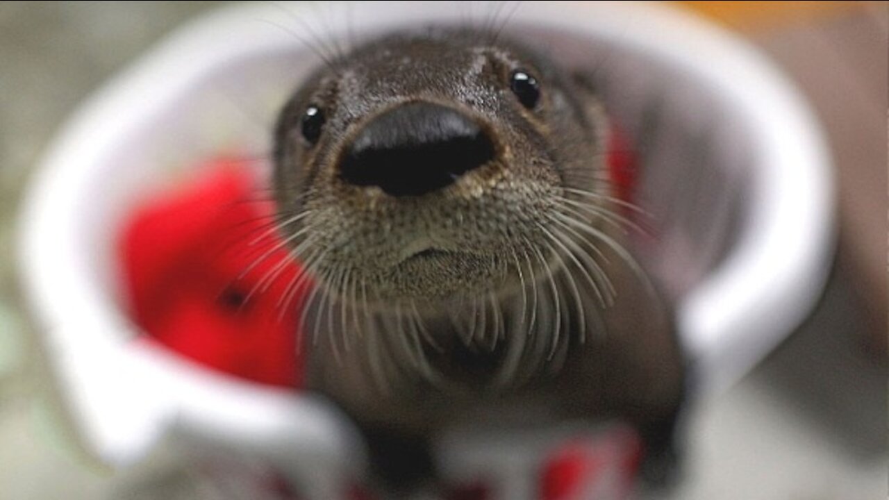 Otters Swimming, Playing & Holding Hands in a Delightful Compilation.