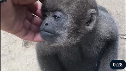 Monkey Wants Some Love