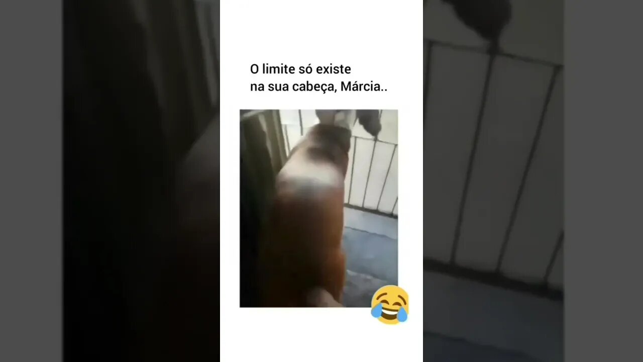 Cachorro sem limites