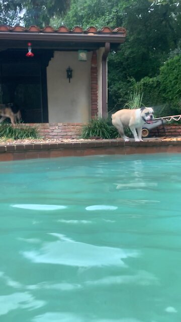 Buddy swimming