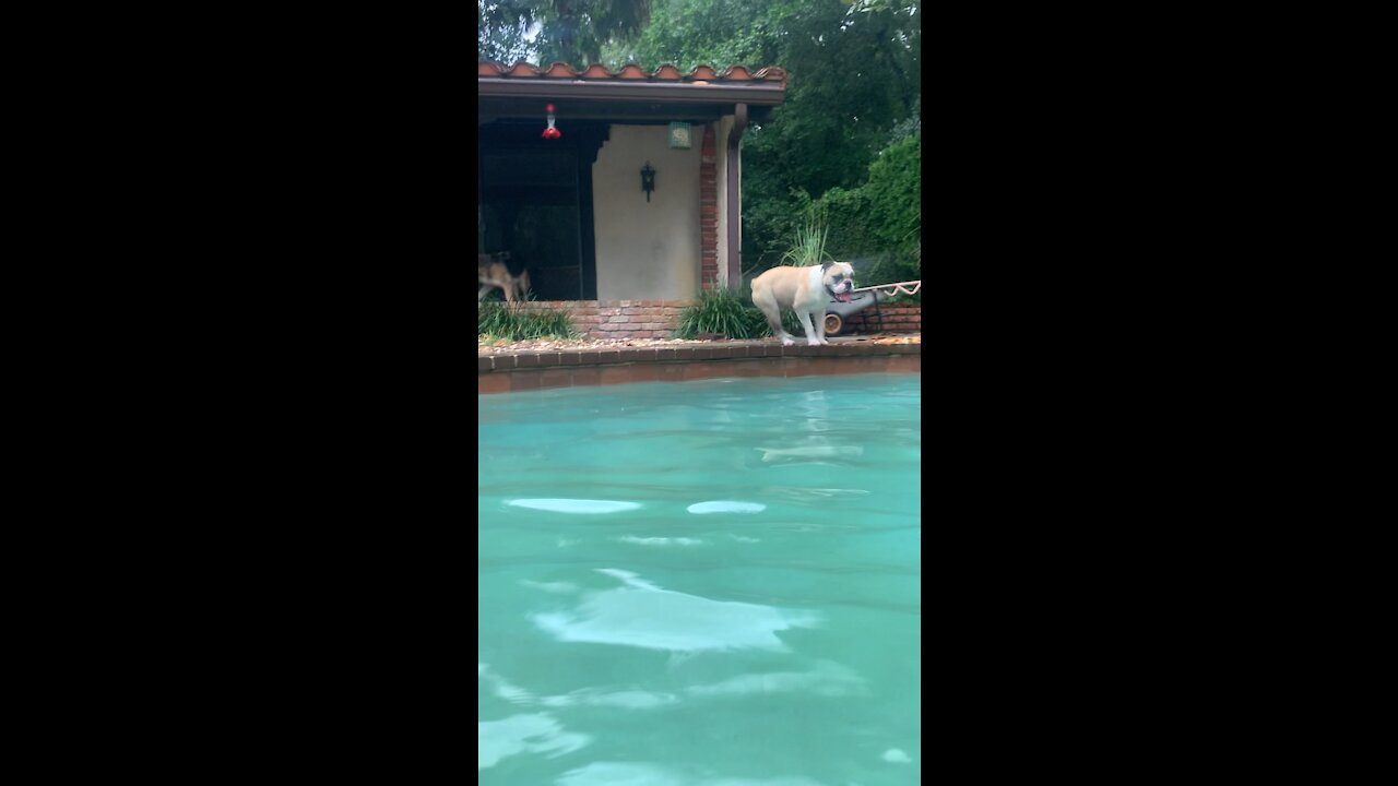 Buddy swimming