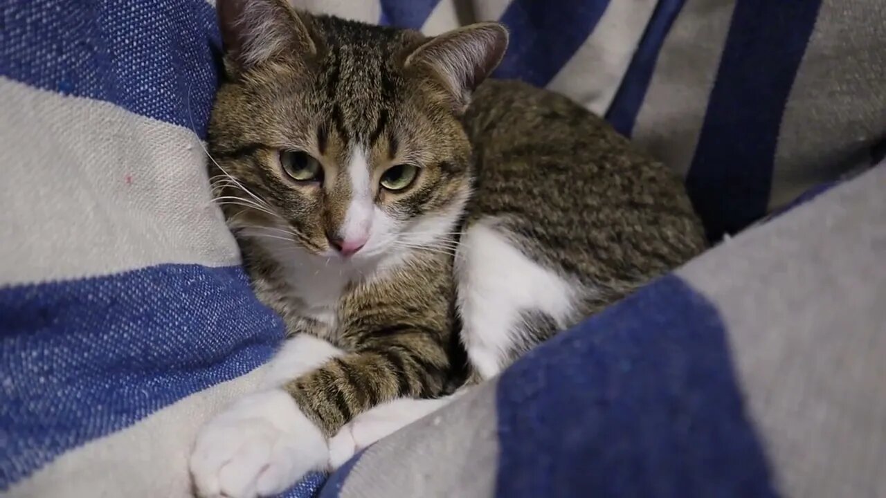 Cat Sleeps in a Swing Chair