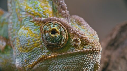 Chameleon