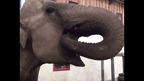 Elephant 🐘 enjoying Watermelon 🍉| #trending #new #viral #animals #elephant