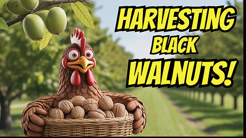 Harvesting Black Walnuts