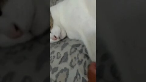 minha bolinha