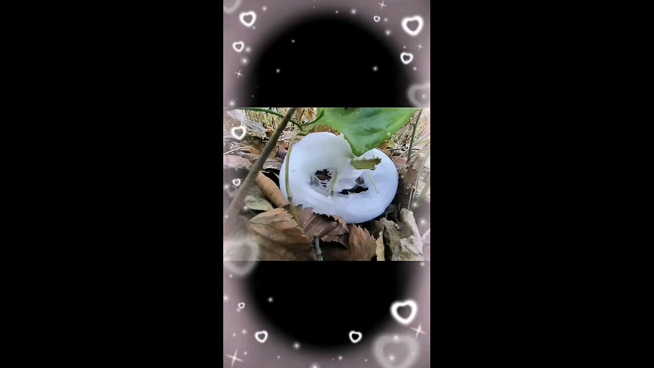 Frost Flowers