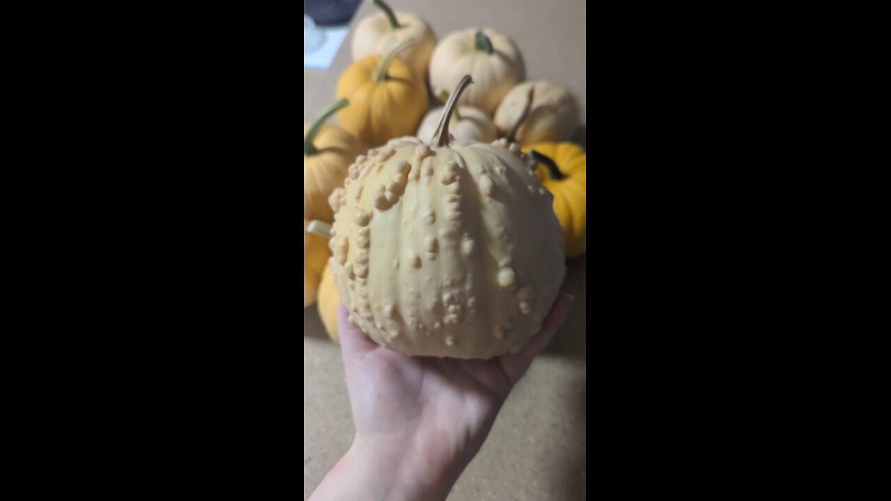 Pumpkin Harvest