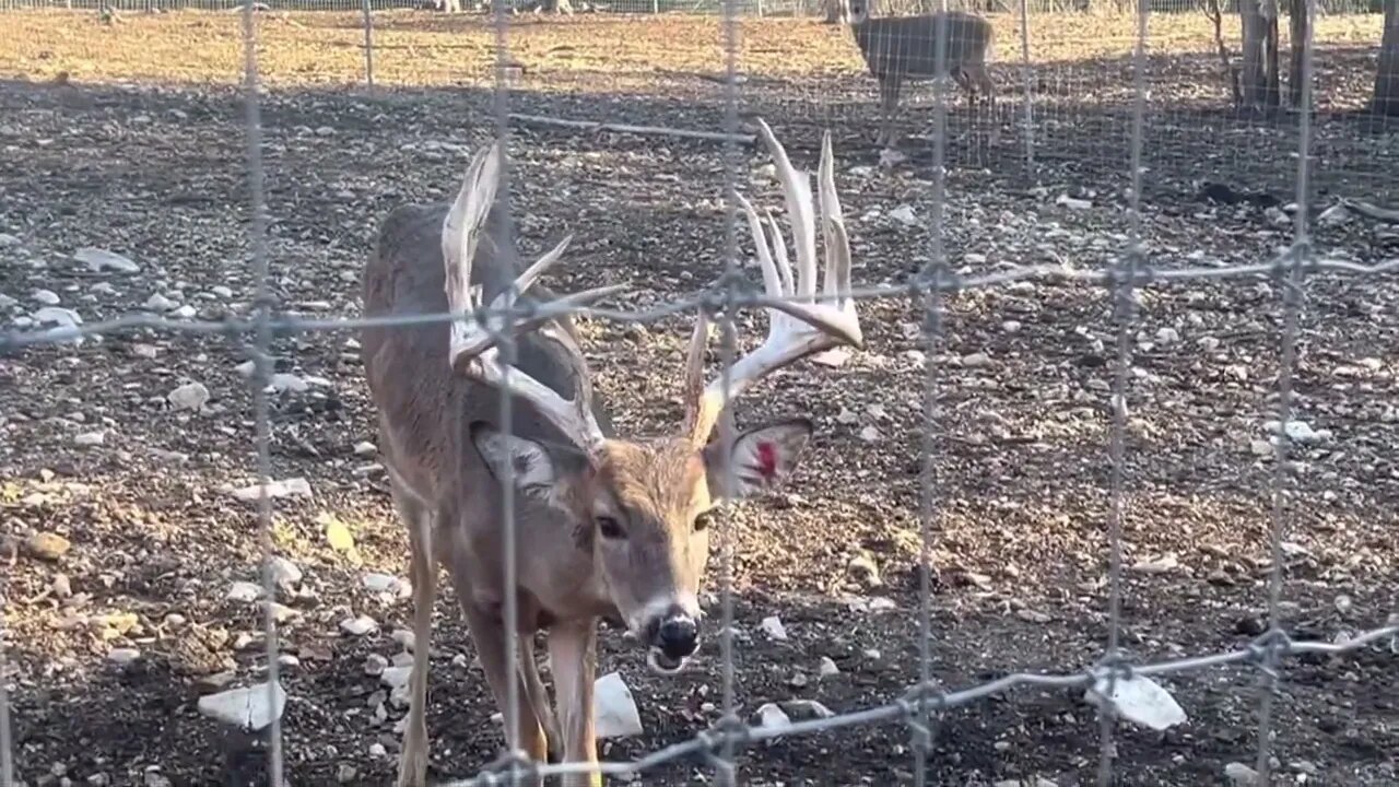 Forrest andWhitey! Watching the Rut happen Live on the Eagle! December 3rd