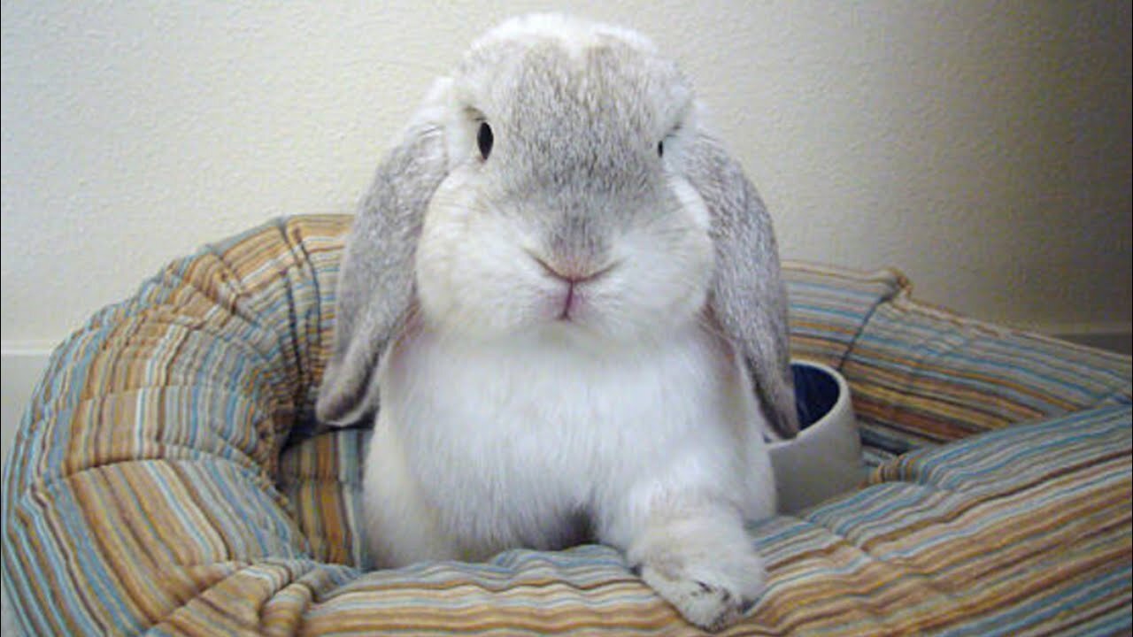 Holland Lop Bunny | Holland Lop Baby Bunnies | Holland Lop Rabbit