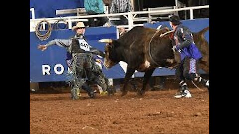 See what the bull does when it gets angry. wondrous