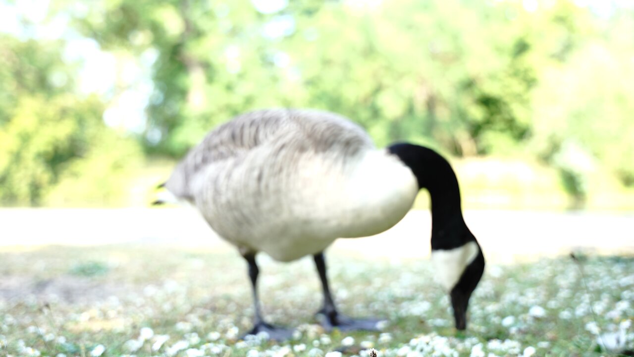 Duck searching Food