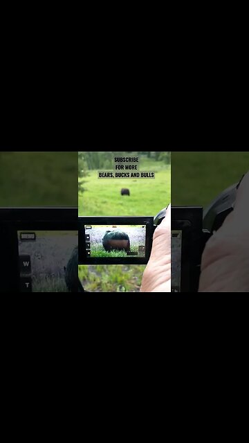 Grizzly Bear chillin' #grizzly #grizzlybear #grizzlies #bear