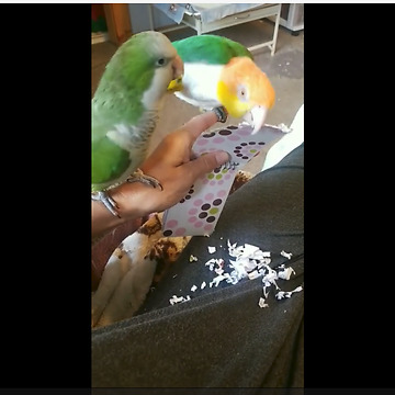 Parrots squabble like siblings over notebook paper