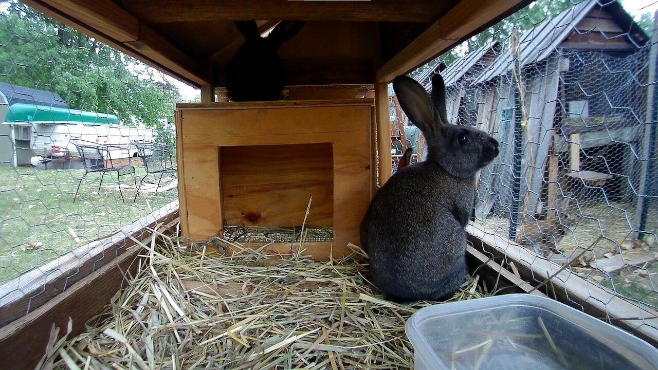 Young rabbits getting some water