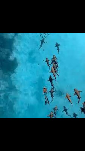 Drone captures swimmer gliding alongside nurse sharks in Maldives waters