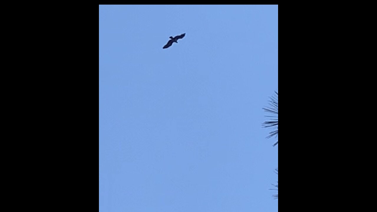 Bald eagles on nest and flying overhead.