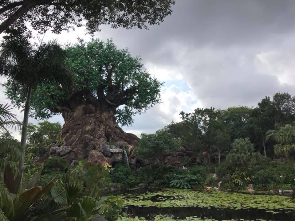 Disney Expedition Everest Ride Through in 360