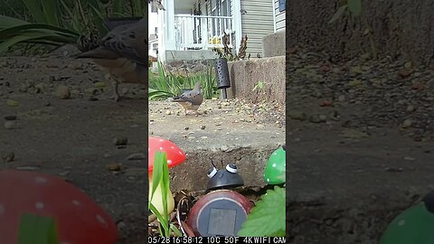 Sparrows In Flight #Shorts 🌲