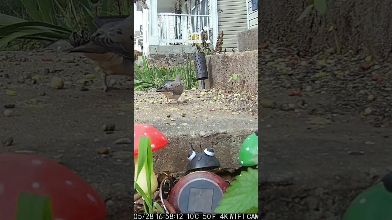 Sparrows In Flight #Shorts 🌲