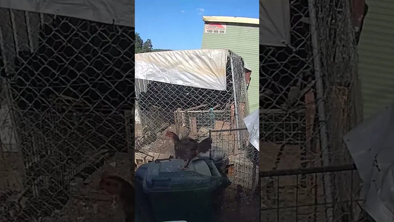 Broody pit game bantam off the nest