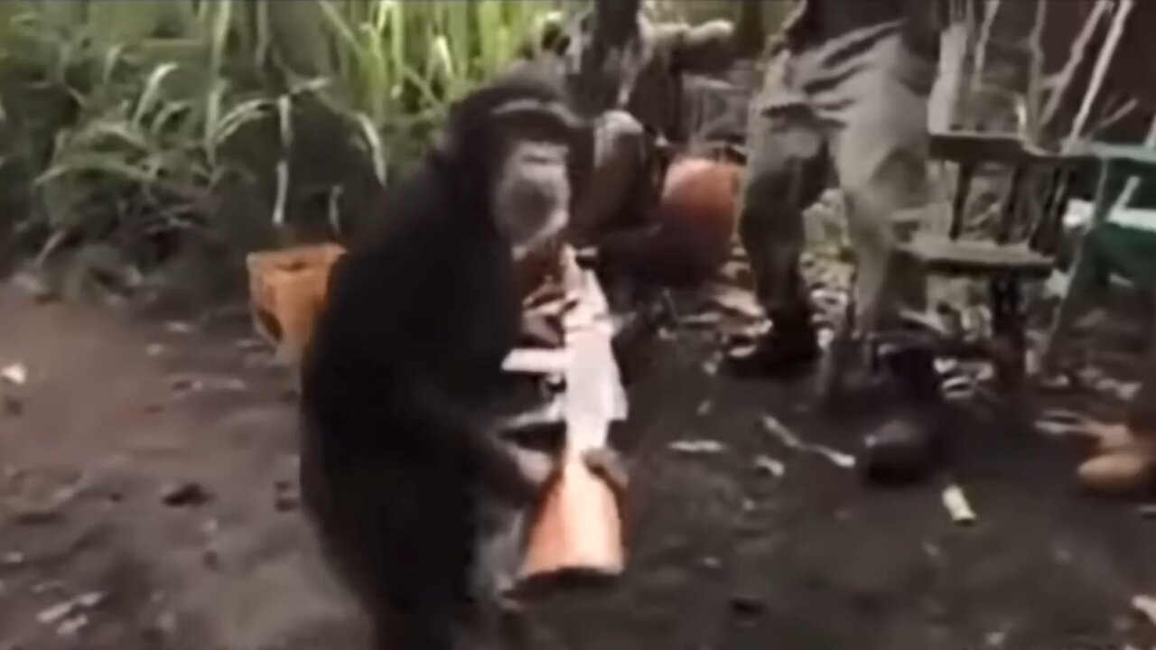 When monkey found a gun