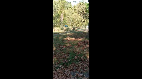 MAMA & 2 FAWNS