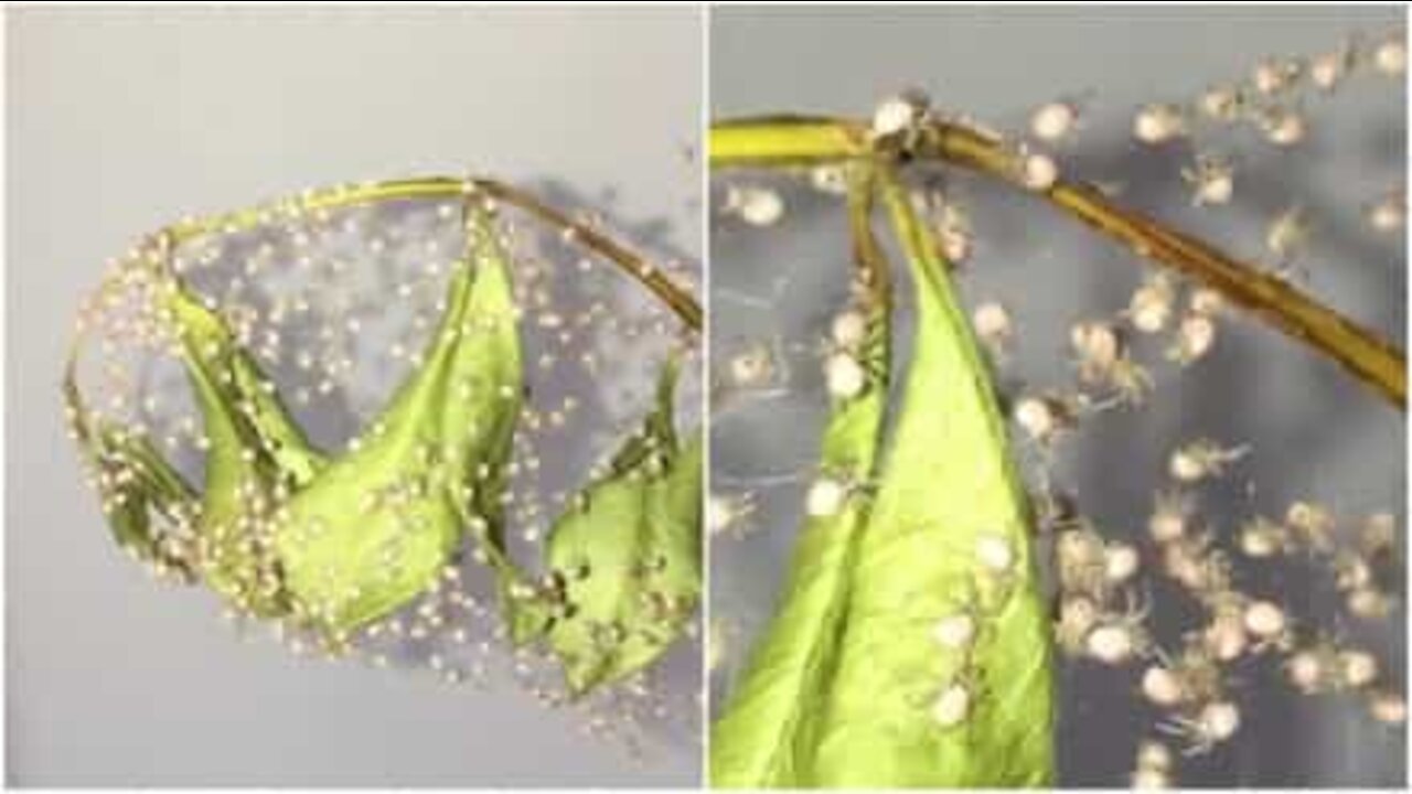 生まれてすぐに初めての巣を紡ぎだす赤ちゃんクモ