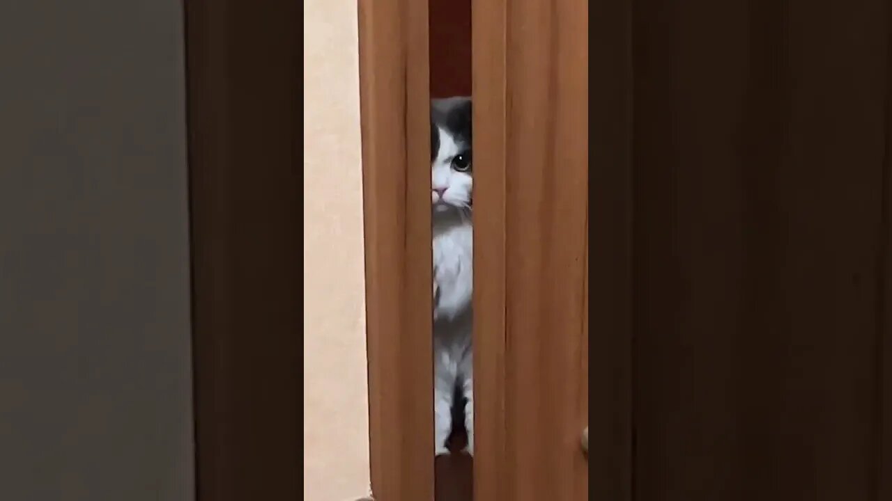 spay cats #funny #cats #funniestvideo #dogs #pets #animal