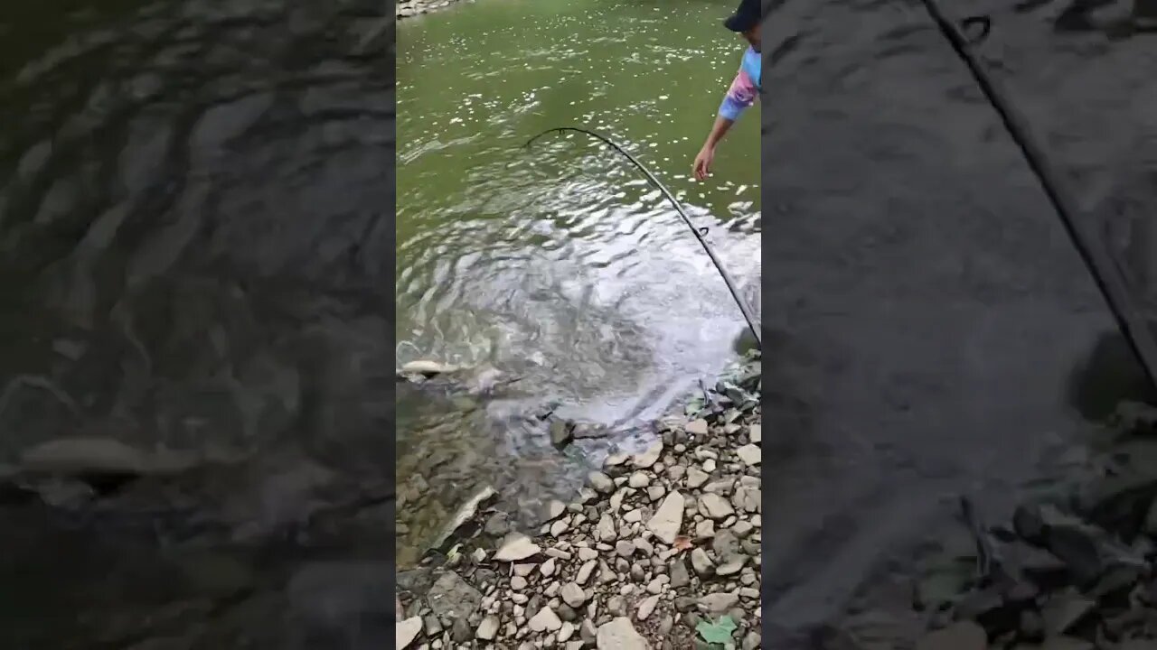 Catfish on a crank bait??!!! #short #shorts #youtubeshorts