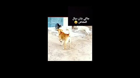 fight cat