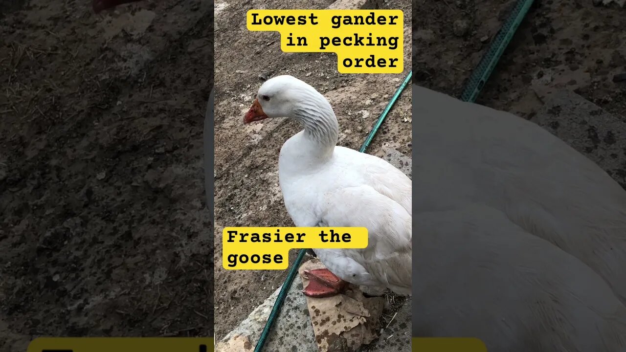 Frasier the goose. He’s a dear boy ❤️