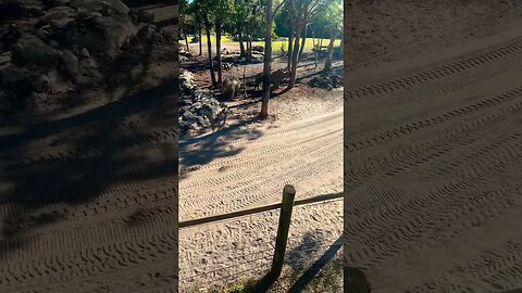 Rhinos Part 2