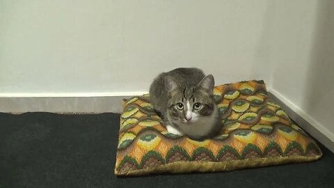 Little Cat Is Quiet when It's Cold