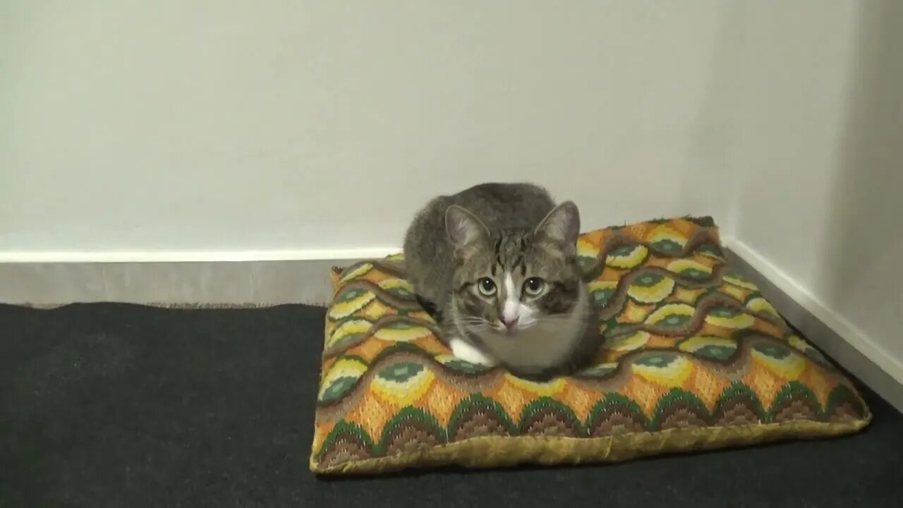 Little Cat Is Quiet when It's Cold