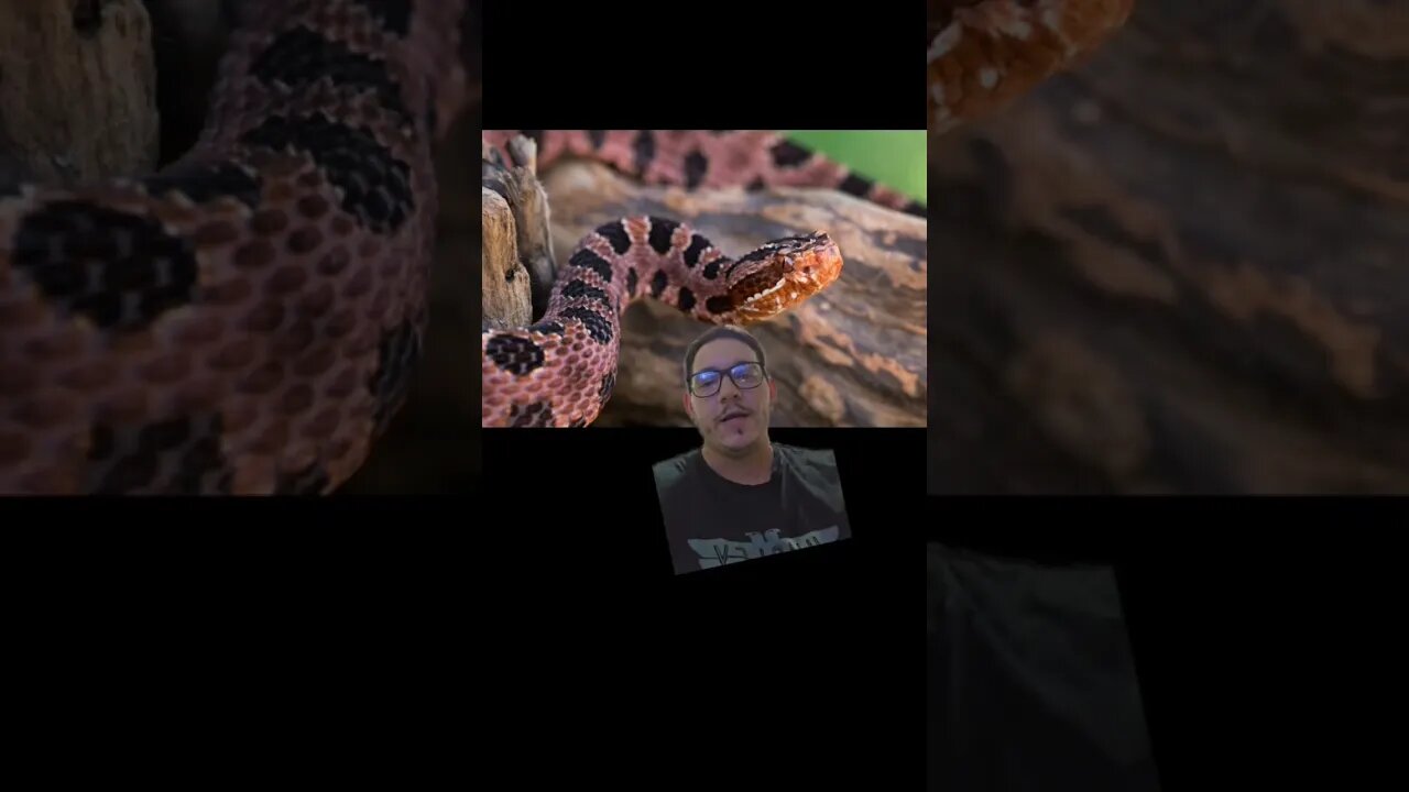 South Carolina has a Gorgeous Rattlesnake!