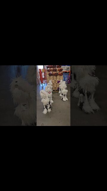 Halloween Skeleton Dogs #shorts