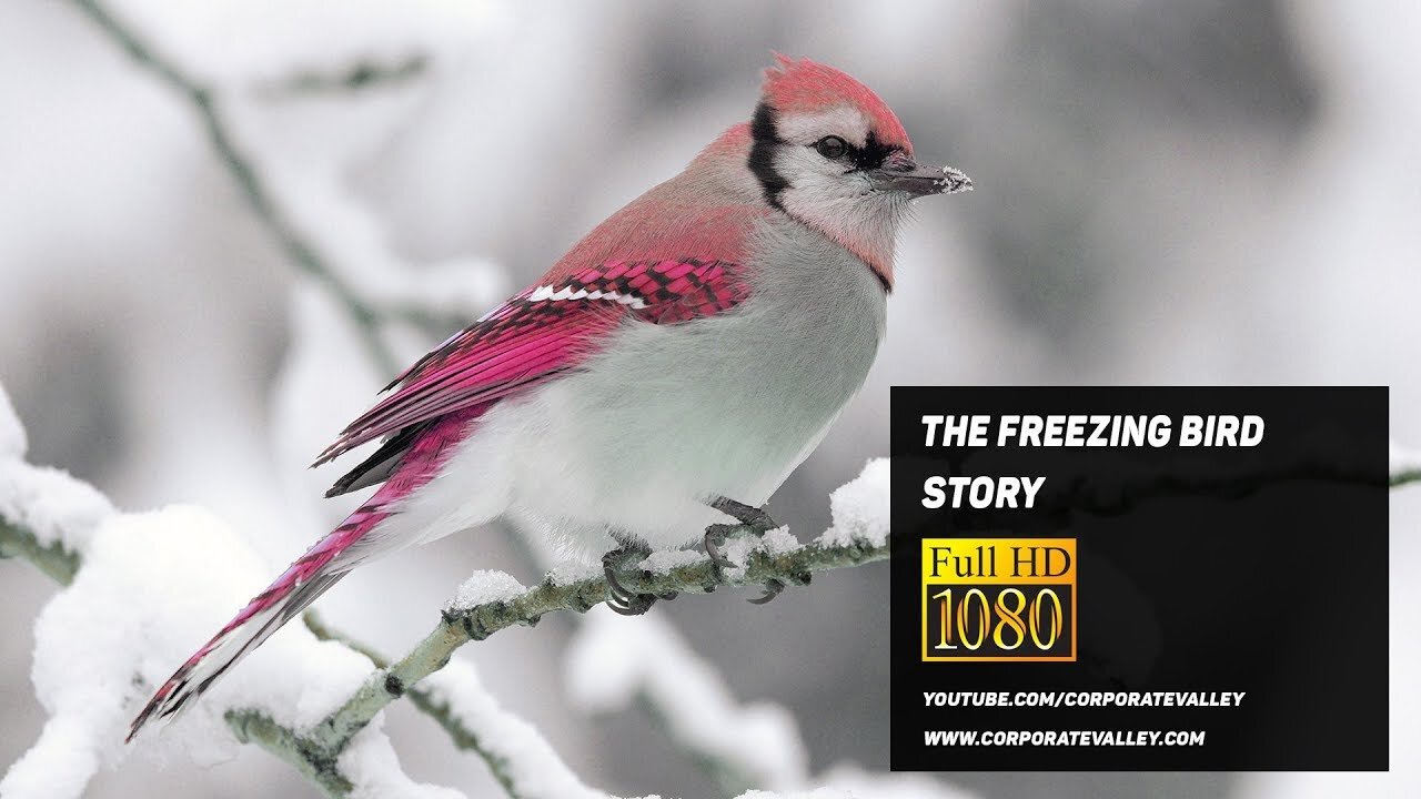 The Freezing Bird Story | Motivational Story for Self Development