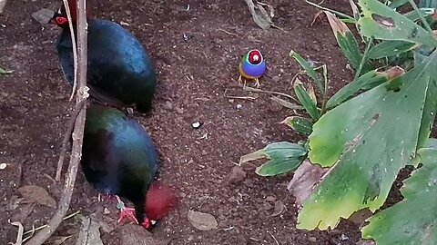 KLEIN COSTA RICA Beautiful colourful birds DEC21 GARDEN. Prachtige kleurrijke vogels VLINDERTUIN.