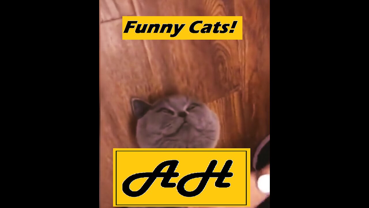 Always Hilarious! Funny Cat Videos 1