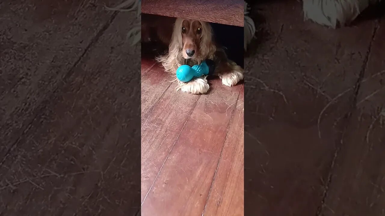 #dogshow , #animals , #dogs , #shorts (3)