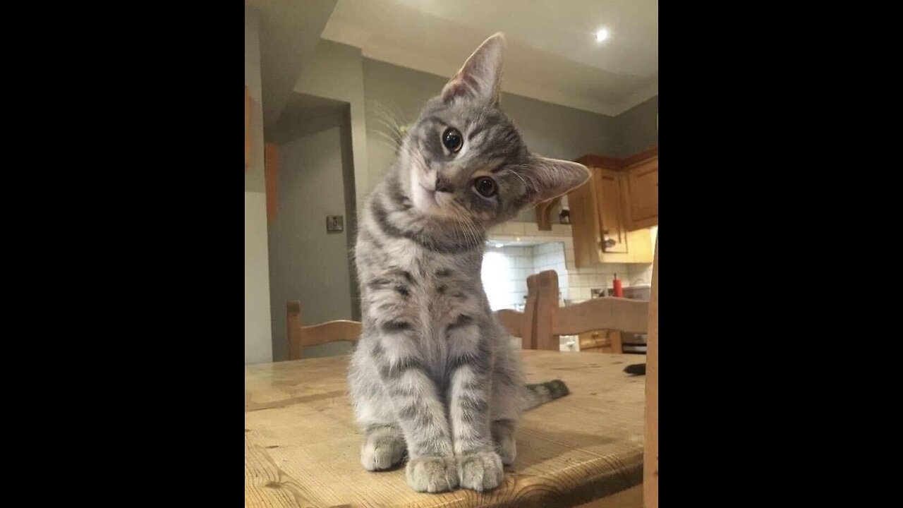 Little cute cats play