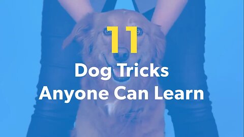 dog training video