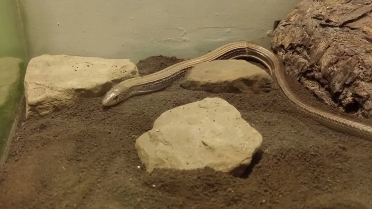 THE NINTH ANNIVERSARY OF MY FINDING LARRY THE LEGLESS LIZARD (10/12/23)