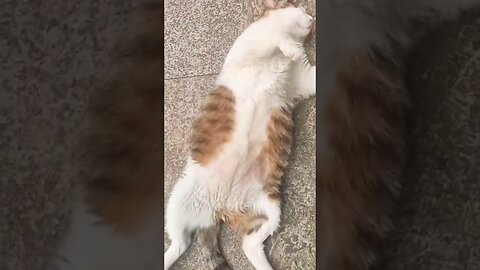 What happened to the cat?