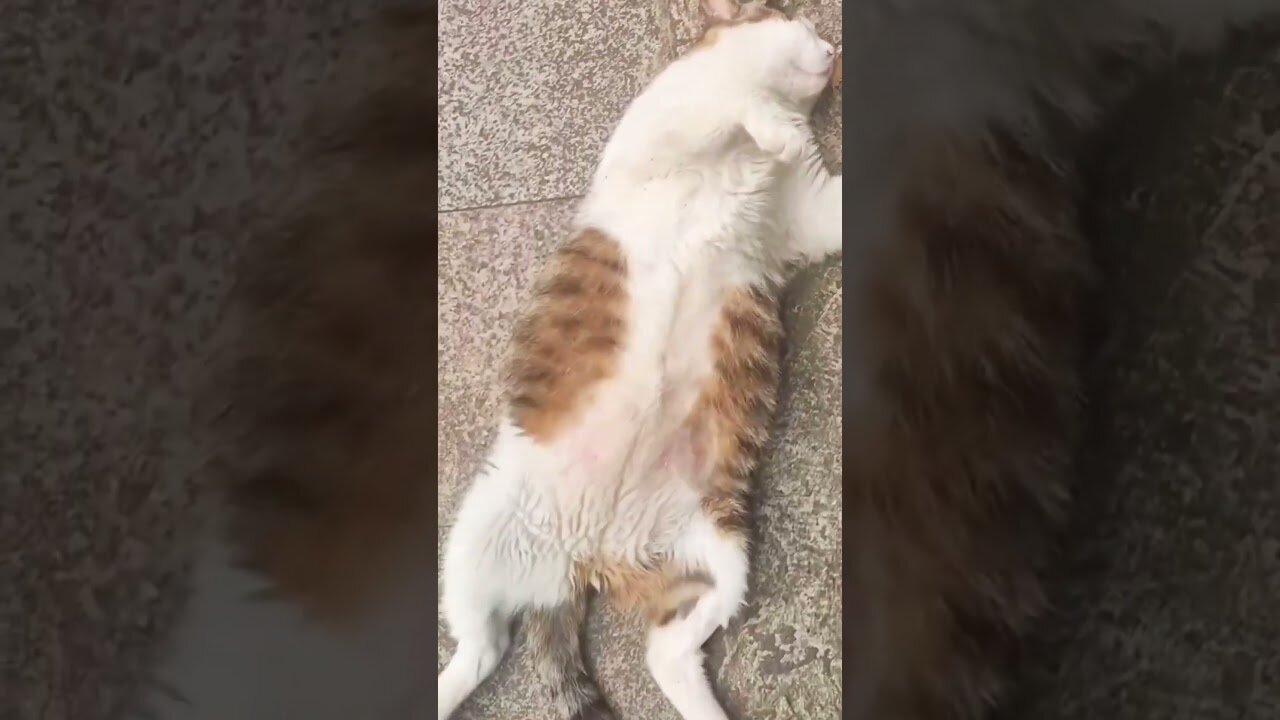 What happened to the cat?