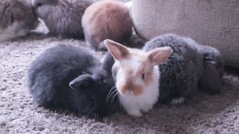 We have 18 Baby Holland Lop Bunnies!!!!! Update 2